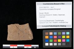 Foto (Objekt + Etikett) von Glyptostrobus europaeus Brongniart (NHMW-GEO-2024-0188-0155)